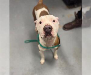 Mutt Dogs for adoption in Peoria, IL, USA