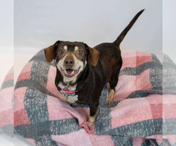 Medium Photo #6 Doxle Puppy For Sale in Kennesaw, GA, USA