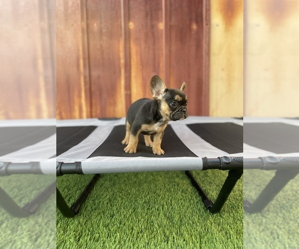 Medium Photo #21 French Bulldog Puppy For Sale in OCEANSIDE, CA, USA