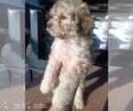 Small #1 Maltipoo