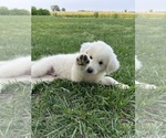 Small #1 Great Pyrenees