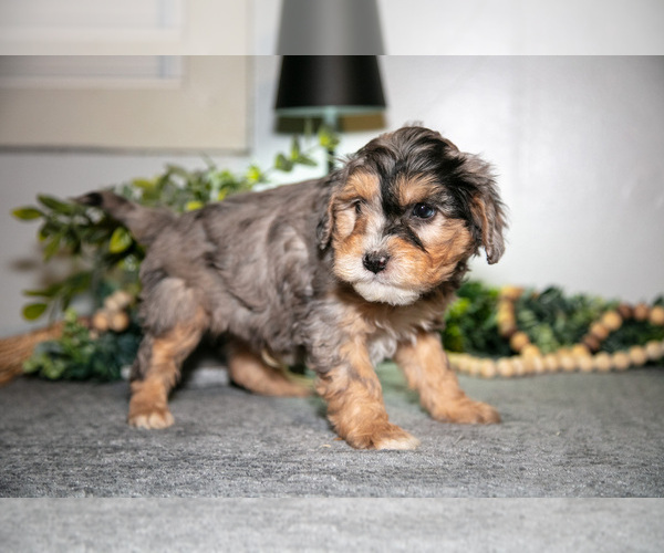 Medium Photo #2 Cavapoo (Miniature) Puppy For Sale in CAMDEN, MI, USA
