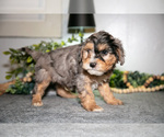 Small #1 Cavapoo (Miniature)
