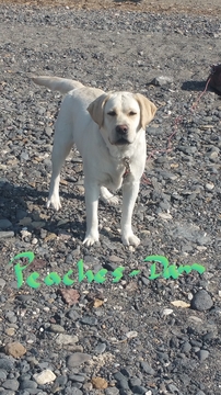 Medium Photo #4 Labrador Retriever Puppy For Sale in RENO, NV, USA