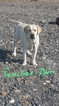 Small Photo #4 Labrador Retriever Puppy For Sale in RENO, NV, USA