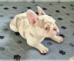 Small #1 French Bulldog