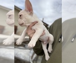 Small Photo #4 French Bulldog Puppy For Sale in ANAHEIM, CA, USA