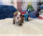 Small #3 English Bulldog