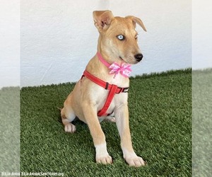 Missy - Female Siberian Husky-Unknown Mix Dog for Adoption - Photo #3