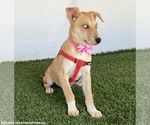 Small Photo #3 Siberian Husky-Unknown Mix Puppy For Sale in San Diego, CA, USA