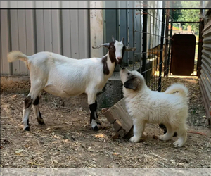 Great Pyrenees Puppy for sale in ROCKY MOUNT, VA, USA