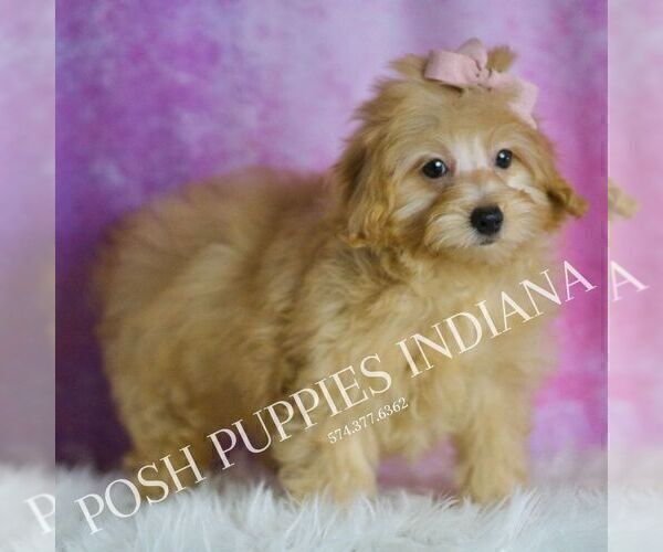 Medium Photo #93 Maltipoo (Miniature) Puppy For Sale in WARSAW, IN, USA