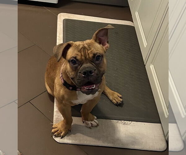 Medium Photo #3 Free-Lance Bulldog Puppy For Sale in Euless, TX, USA