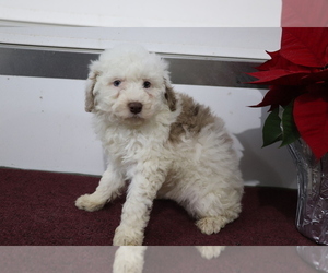 Aussiedoodle Miniature Puppy for sale in SHILOH, OH, USA