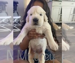 Small Photo #1 Golden Retriever Puppy For Sale in VICTORVILLE, CA, USA