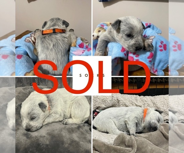 Medium Photo #8 Australian Cattle Dog Puppy For Sale in Barrie, Ontario, Canada
