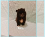 Small #1 Pomimo