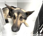 Small #1 German Shepherd Dog
