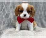 Small Photo #11 Cavalier King Charles Spaniel Puppy For Sale in LAKELAND, FL, USA