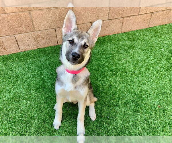 Medium Photo #1 Siberian Husky-Unknown Mix Puppy For Sale in Moreno Valley, CA, USA