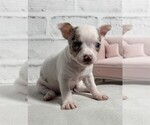 Small #18 Chihuahua