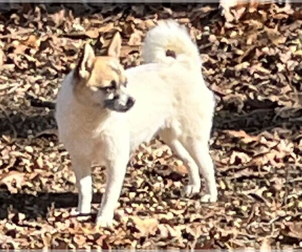 Medium Photo #7 Chiranian Puppy For Sale in Atlanta, GA, USA