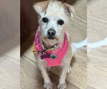Small #3 Mutt