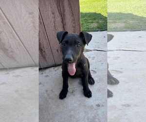 German Shepherd Dog-Unknown Mix Dogs for adoption in MIDWAY, UT, USA