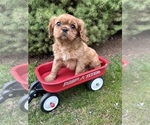 Small Photo #1 Cavalier King Charles Spaniel Puppy For Sale in MIDDLEBURY, IN, USA