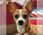 Small #8 Beagle-Chihuahua Mix