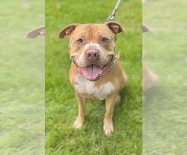 Medium Photo #1 American Pit Bull Terrier-American Staffordshire Terrier Mix Puppy For Sale in Staten Island, NY, USA