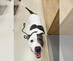 Small American Pit Bull Terrier