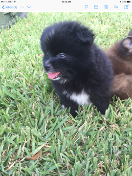 Medium Photo #1 Pomeranian Puppy For Sale in ROCKLEDGE, FL, USA
