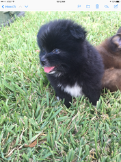 Pomeranian Puppy for sale in ROCKLEDGE, FL, USA