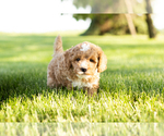 Small Photo #2 Goldendoodle-Poodle (Miniature) Mix Puppy For Sale in SHIPSHEWANA, IN, USA
