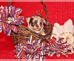 Small Photo #76 Chihuahua Puppy For Sale in CHARLESTON, AR, USA