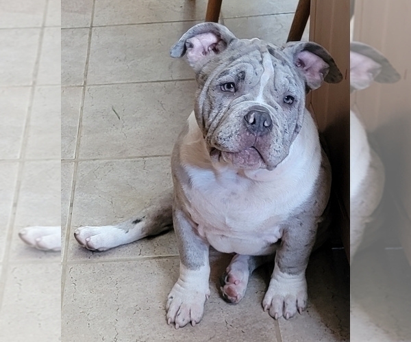 Medium Photo #1 American Bully Puppy For Sale in MARTELL, NE, USA