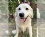 Small #5 Great Pyrenees