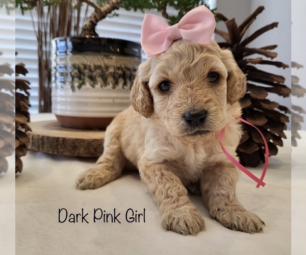 Medium Photo #6 Goldendoodle Puppy For Sale in LEWISVILLE, TX, USA