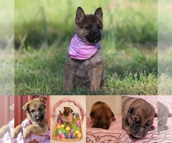 Medium Photo #3 German Shepherd Dog Puppy For Sale in FAIR GROVE, MO, USA