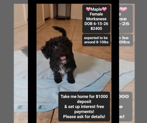 Havanese-Morkie Mix Puppy for sale in TUCSON, AZ, USA