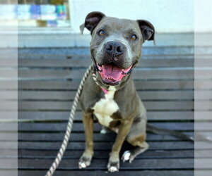 Mutt Dogs for adoption in Long Beach, CA, USA