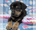 Small #2 Labrador Retriever Mix