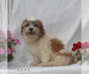 Zuchon Puppy for sale in RISING SUN, MD, USA