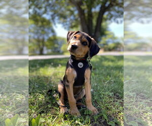 Pasta - Male Black and Tan Coonhound-Unknown Mix Dog for Adoption - Photo #4