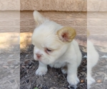 Small #16 French Bulldog