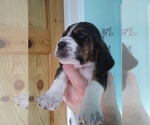 Small Photo #21 Basset Hound Puppy For Sale in PETERSBURG, IN, USA
