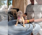 Small Photo #5 American Pit Bull Terrier Puppy For Sale in BALTIMORE, MD, USA