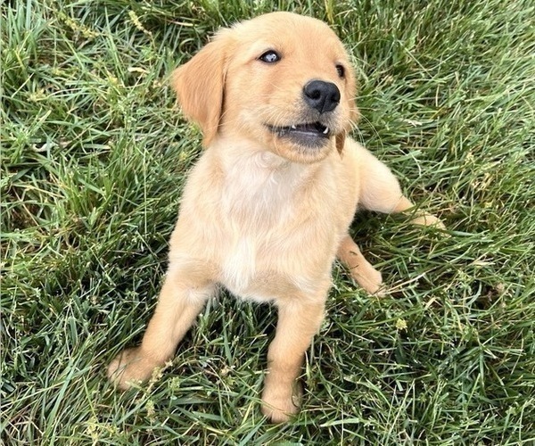 Medium Photo #1 Golden Retriever Puppy For Sale in HIGH POINT, NC, USA