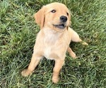 Puppy Leo Golden Retriever